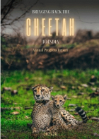 Bringing back the Cheetah to India